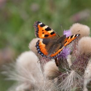Small Tortoiseshell 3 DMOO81