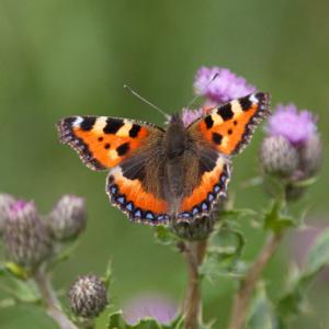 Small Tortoiseshell 4 DM0082