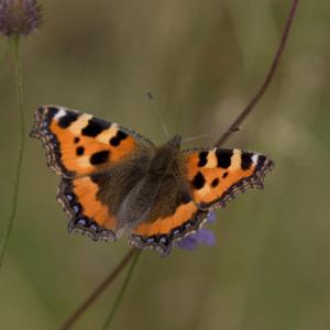 Small Tortoiseshell DM0093