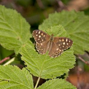 Speckled  Wood DM0094