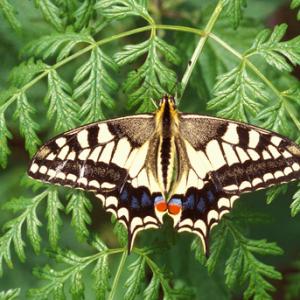 Swallowtail 1 DM0071