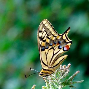 Swallowtail DM0095