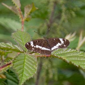 White Admiral DM1241