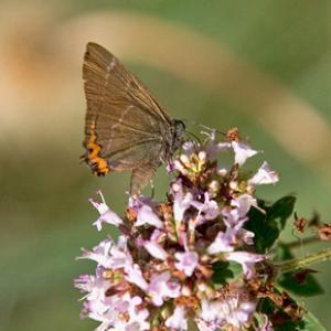 White Letter Hairstreak 2 DMOO78