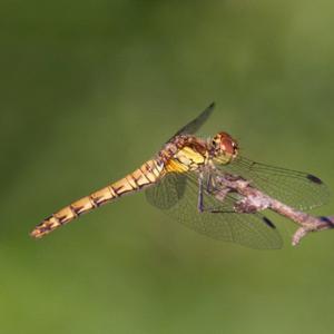 Dragonfly DM0116