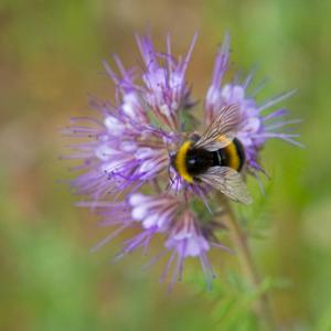 Bumble Bee on Phacezia