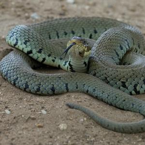 Grass Snake