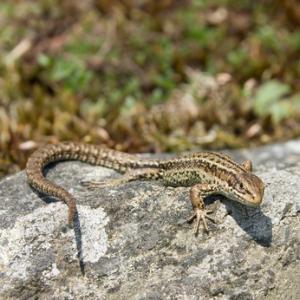 Lizard 2 DM0309