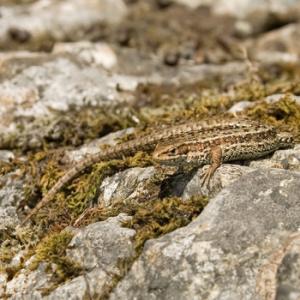 Lizard 4 DM0310