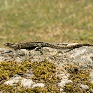 Reptiles