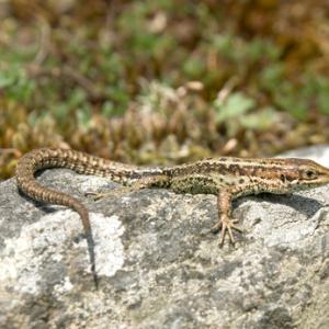 Lizard DM0313