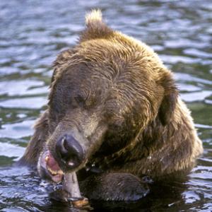 Brown Bear 4  DMOO35