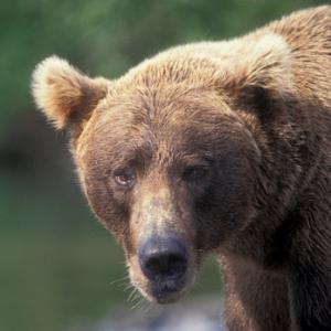 Alaska