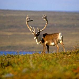 Bull Caribou 3 DM0098