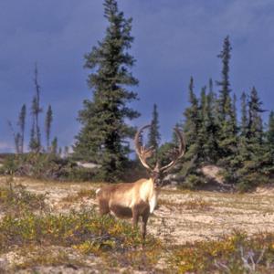 Bull Caribou 4 DM0099