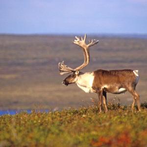 Bull Caribou DM0101