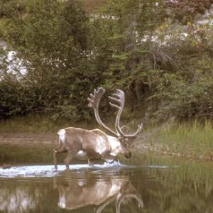 Bull Caribou in a Lake DM0100 