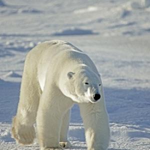 Polar Bear DM0104