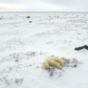 Polar Bear Sleeping DM0103