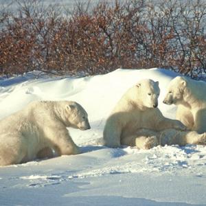 Polar Bears DM0105