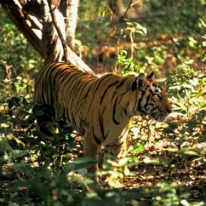 Indian Tiger O235
