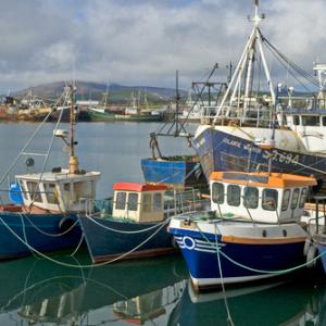 Fishing Boats at Dingle Southern Ireland DM0238