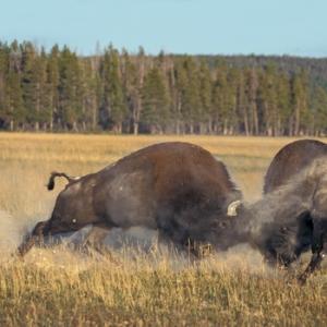 Bison Fighting DM0299