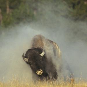 Bison Running DM0300