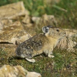 North American Pika DM0302