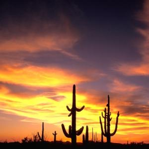 Sunset in  Organ Pipe NP DM0304