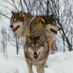 European Wolves