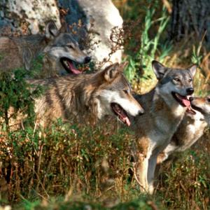 European Wolves DM0320