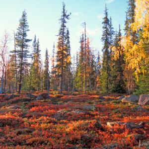 Finland scene DM0325