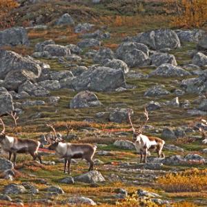 Reindeer on the Tundra DM0329